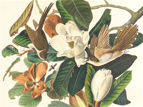 Two Black-billed Cuckoos Jigsaw Puzzle