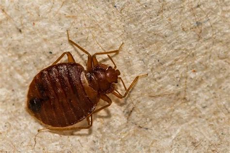 Discover 4 Smells that Attract Bed Bugs Like Magnets - A-Z Animals