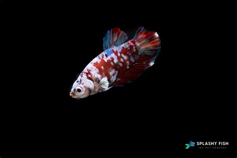 Setting Up The Ideal Betta Fish Tank at Home – Splashy Fish
