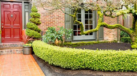 9 Best Small Hedge Plants for Compact Gardens