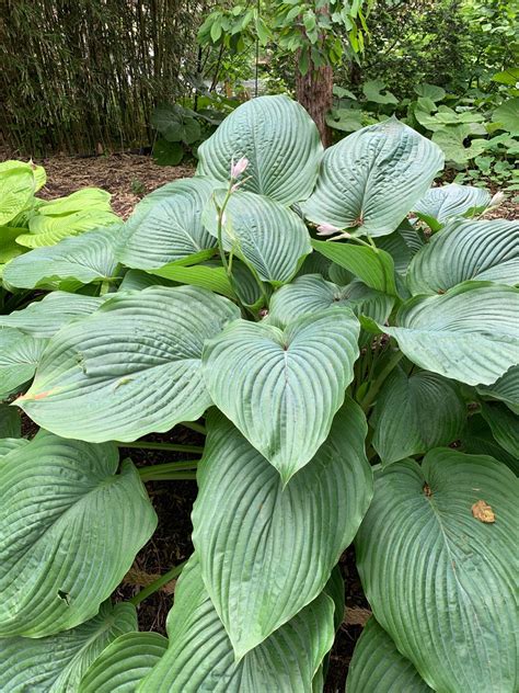 Hosta 'Empress Wu' Care (Watering, Fertilize, Pruning, Propagation ...