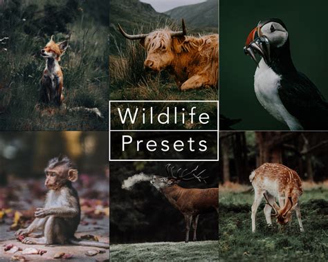 10 Wildlife Lightroom Desktop + Mobile Presets - FilterGrade