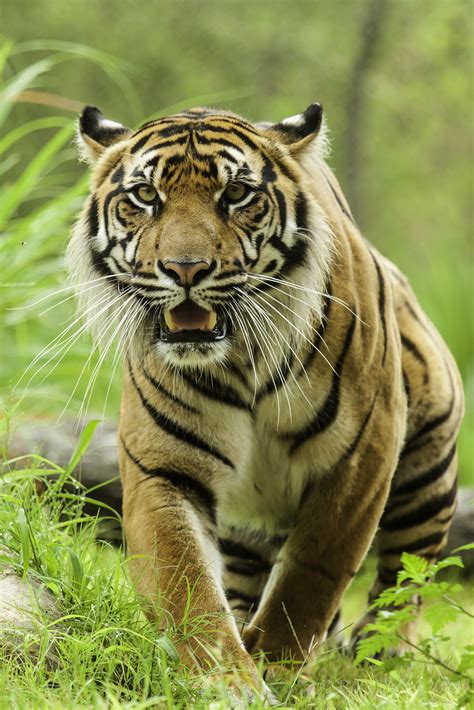 3d Animal Wallpaper For Mobile Hd 4k