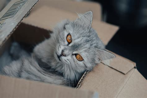 What Is Gargamel's Cat's Name on the Smurfs? [Comprehensive Answer]