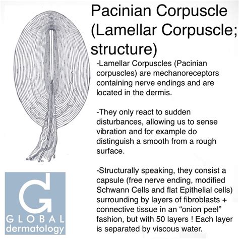 Global Dermatology » Pacinian Corpuscle (Lamellar Corpuscle; structure ...