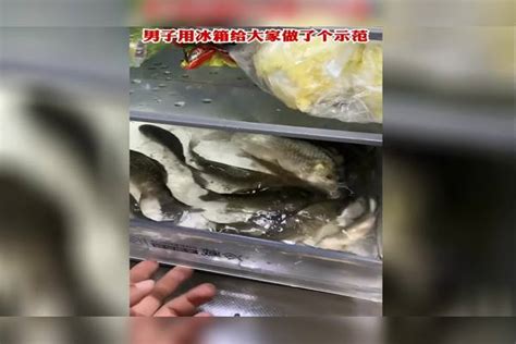 男子把刚买的几条活鱼放进冰箱冷藏，想吃的时候就拿出来，鱼在冰箱里快活的游来游去_鱼在_冷藏_冰箱