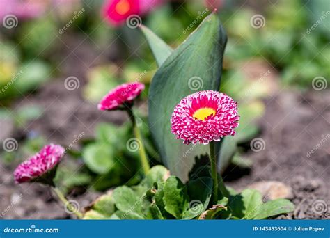 Pink English Daisies - Bellis Perennis in Spring Park. Detailed ...