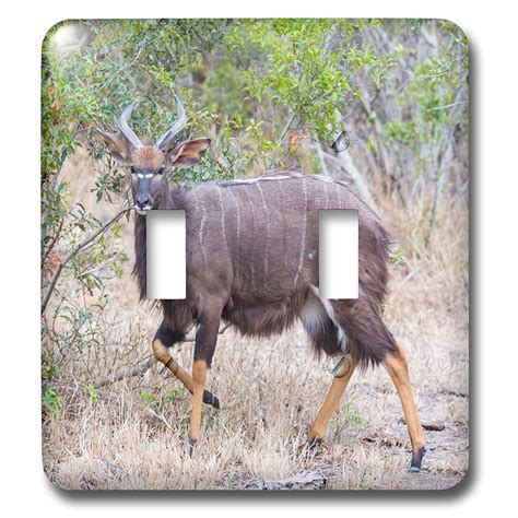 3D Rose LSP_225090_2 South Africa, Game Reserve. Greater Kudu Antelope ...