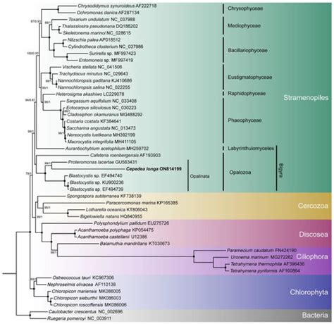 The Genome of the Mitochondrion-Related Organelle in Cepedea longa, a ...