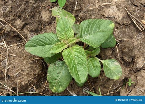 Plant Amaranthus Retroflexus Stock Image - Image of redroot, common: 81200811