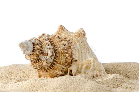 Image result for Conch Shell Soundtrack