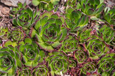 Hens and Chicks Plant: Care & Growing Guide