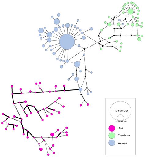 The Differences in the Evolutionary Dynamics of MERS and SARS Coronaviruses