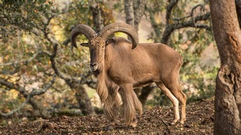 Aoudad Sheep Texas