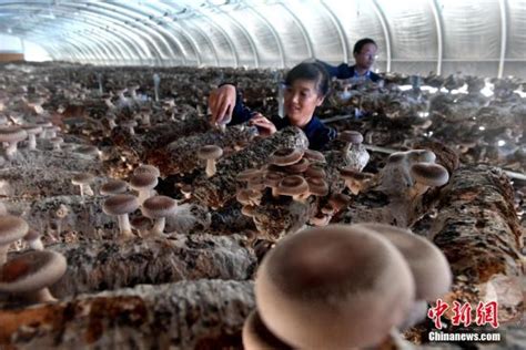 探访甘肃陇西县二十铺村食用菌种植基地 - 图片新闻 - 网站新闻 - 陇萃源