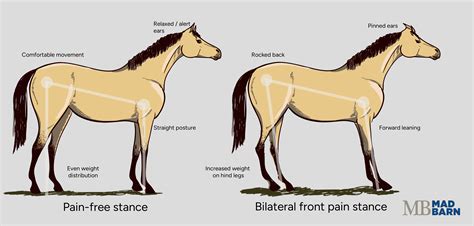 Quittor (Collateral Hoof Cartilage Infection) in Horses: Risk Factors ...
