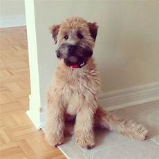 soft coated wheaten terrier haircut dog wheaten soft coated wheaten terrier haircut photos soft coated wheaten terrier haircut photos diesel soft coated wheaten terrier haircut dog wheaten soft coated wheaten terrier haircut photos soft coated wheaten terrier haircut photos diesel