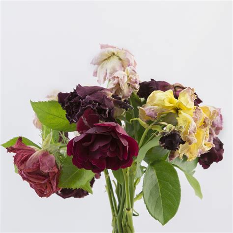 Box Flowers That Never Die : Shadow Box Family Where Life Begins and ...