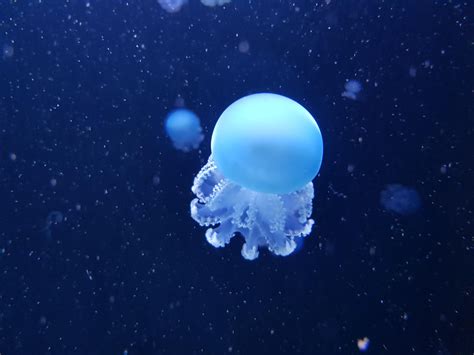 ITAP of this tiny jellyfish | Blue jellyfish, Jellyfish, Sea creatures