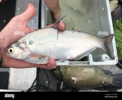American gizzard shad hi-res stock photography and images - Alamy