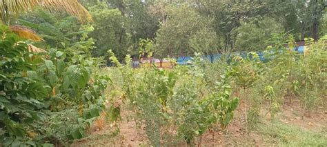 Youth group develops mini-forest with Japanese Miyawaki method in Raipur