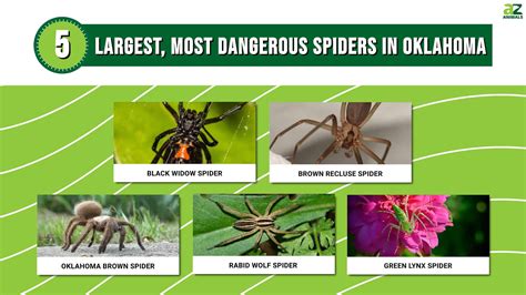 Are There Poisonous Spiders In Oklahoma at Liam Edgar blog