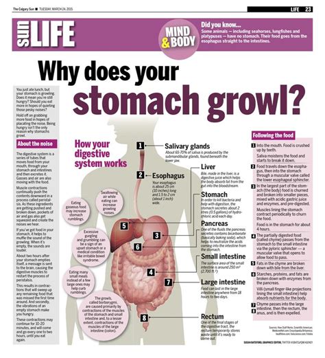 Belly Bulge Blues: Demystifying Post-Meal Bloating