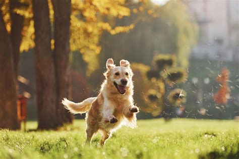 What Is a Bully Stick? The Ultimate Guide for Dog Owners