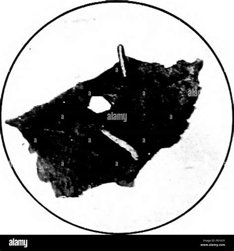 Apple leaf pests Black and White Stock Photos & Images - Alamy