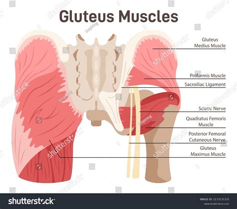 Anatomy Of The Buttocks Bones Anatomy Of The Gluteal Muscles In The