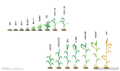 小麦各个生育期如何划分？12张图告诉你！_麦苗
