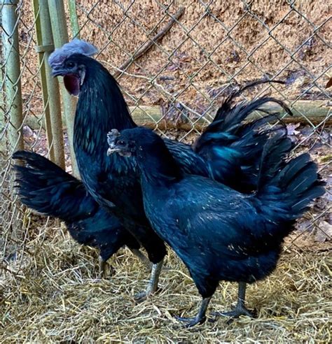 Buy 6 + Ayam Samani hatching eggs Online at Lowest Price in Ubuy India ...