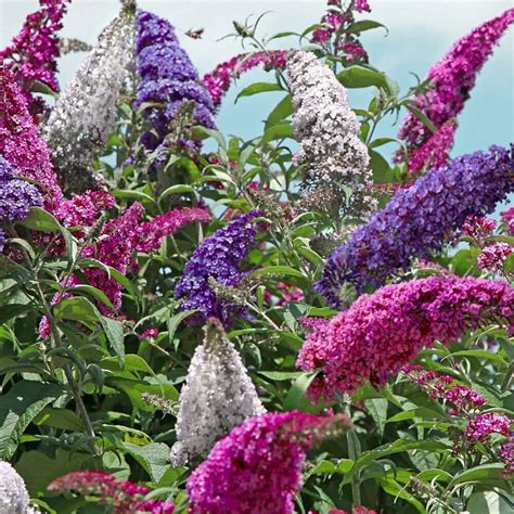 Butterfly Bush Indiana at Isabelle Odonovan blog