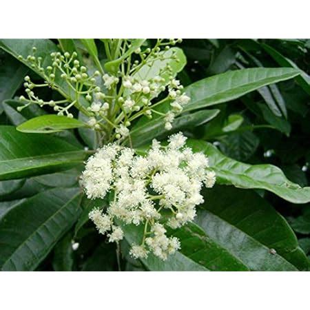 Creative Farmer Sarva Sughandhi Pimenta - Allspice/Sarva Sugandhi Plant ...