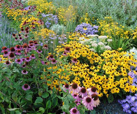 6 of the easiest perennials to grow-for a flower filled garden without ...