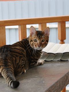 Download wallpaper 240x320 toyger, cat, color, spotted, striped, table ...