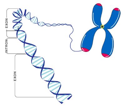 GENE:The basic physical and functional units of heridity is called ...