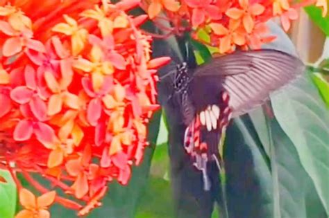 Papilio polytes romulus | Butterfly