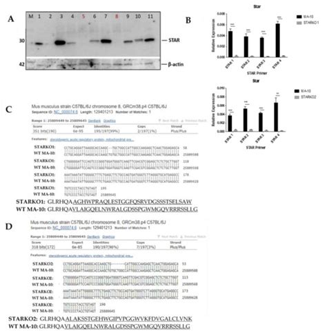 Role of Constitutive STAR in Leydig Cells