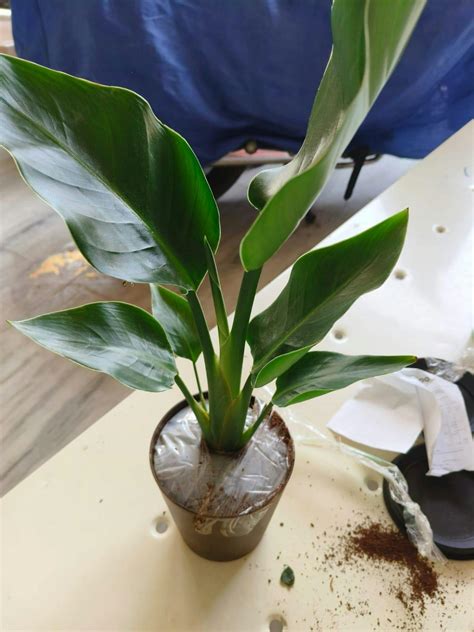 Bird of Paradise Plant – Ugaoo