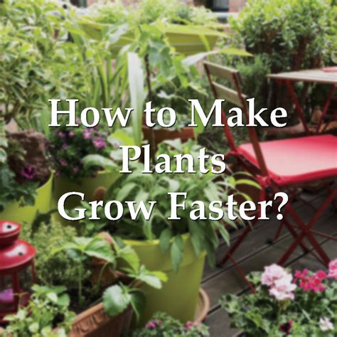 How to Make Plants Grow Faster and Bigger | Plant Care Tips