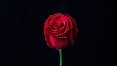 Wallpaper rose, red, bud, flower, dark hd, picture, image