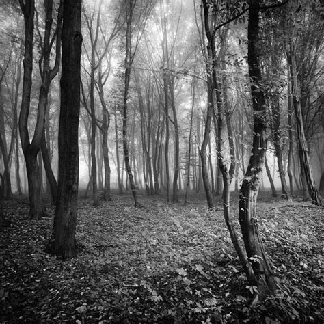 Hazy forest - Art Prints by Ivan Spirko | Buy Posters, Frames, Canvas ...