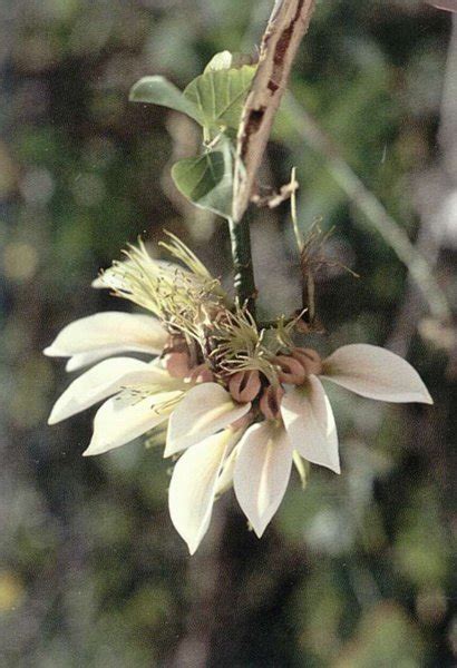 The psychic governs Matter : spiritual meaning of flower