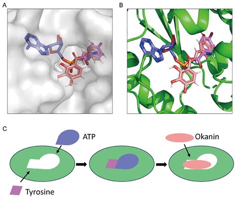 Competitive Inhibition of Okanin against Plasmodium falciparum Tyrosyl ...