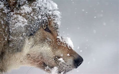 Download wallpaper 3840x2400 wolf, muzzle, snow, predator 4k ultra hd ...