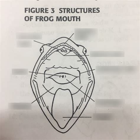 frog's mouth diagram Diagram | Quizlet