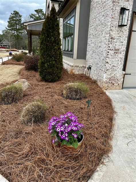 Lowe's Multicolor Senetti Pericallis in 1.5-Gallon Planter NURSERY at ...