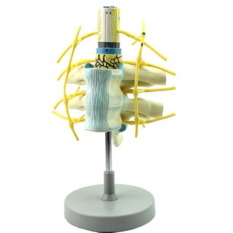 Lmeil Anatomy Model Of Thoracic Vertebrae And Enlarged Spinal Cord ...