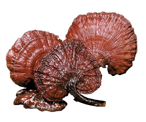 गनोडर्मा लुसिडीयम म्हणजे काय? | Ganoderma mushroom information in marathi